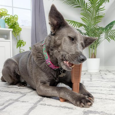 Jouet indestructible pour Chien • JappyWildBite™ - Jappy Toutou