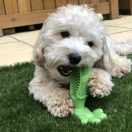 Jouet pour chien indestructible | JappyCrazyBite™ ultra - résistant - Jappy Toutou