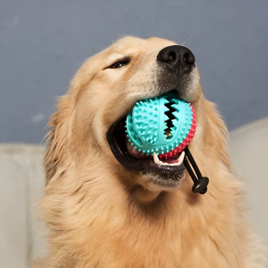 Jouet pour chien - Rigoboule™ tirer-balle: l'ami ludique de votre Toutou - JappyToutou