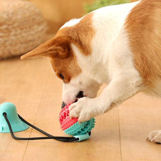 Jouet pour chien - Rigoboule™ tirer-balle : l'ami ludique de votre Toutou - JappyToutou