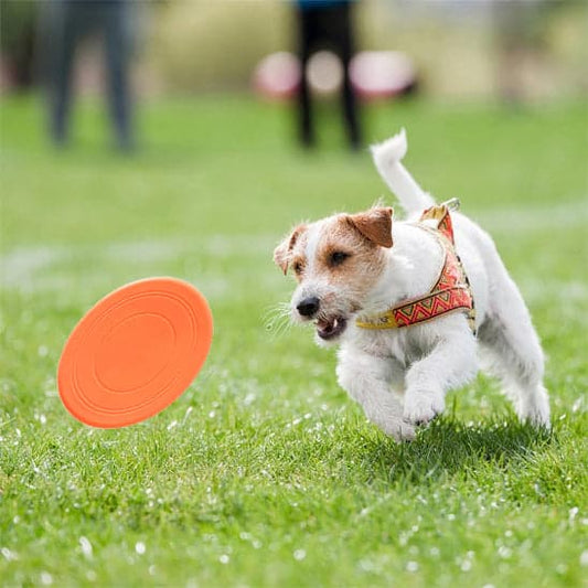 Jouet pour chien - type frisbee CaniJet™ - Le Jeu par excellence tout terrain - Jappy Toutou