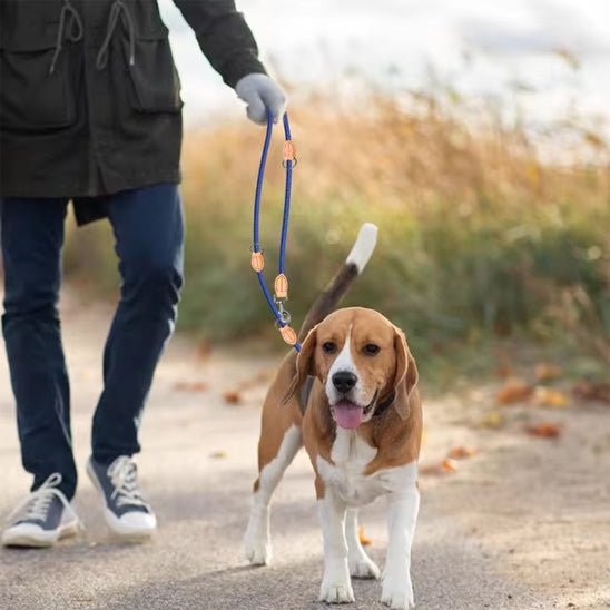 Laisse double pour chien - DuoToutous™ : Promenades sans stress - JappyToutou