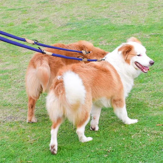 Laisse double pour chien - DuoToutous™ : Promenades sans stress - JappyToutou