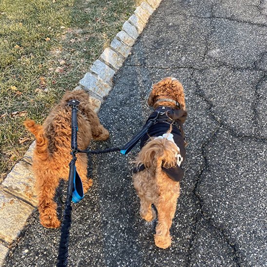 Laisse double pour chien - DuoWalk™ : la solution anti - emmêlement parfaite - Jappy Toutou