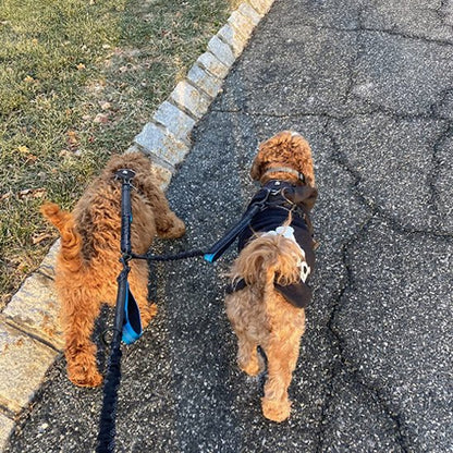Laisse double pour chien - DuoWalk™ : la solution anti - emmêlement parfaite - Jappy Toutou