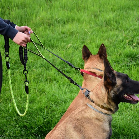 Laisse double pour chien - DuoWalk™ : la solution anti - emmêlement parfaite - Jappy Toutou