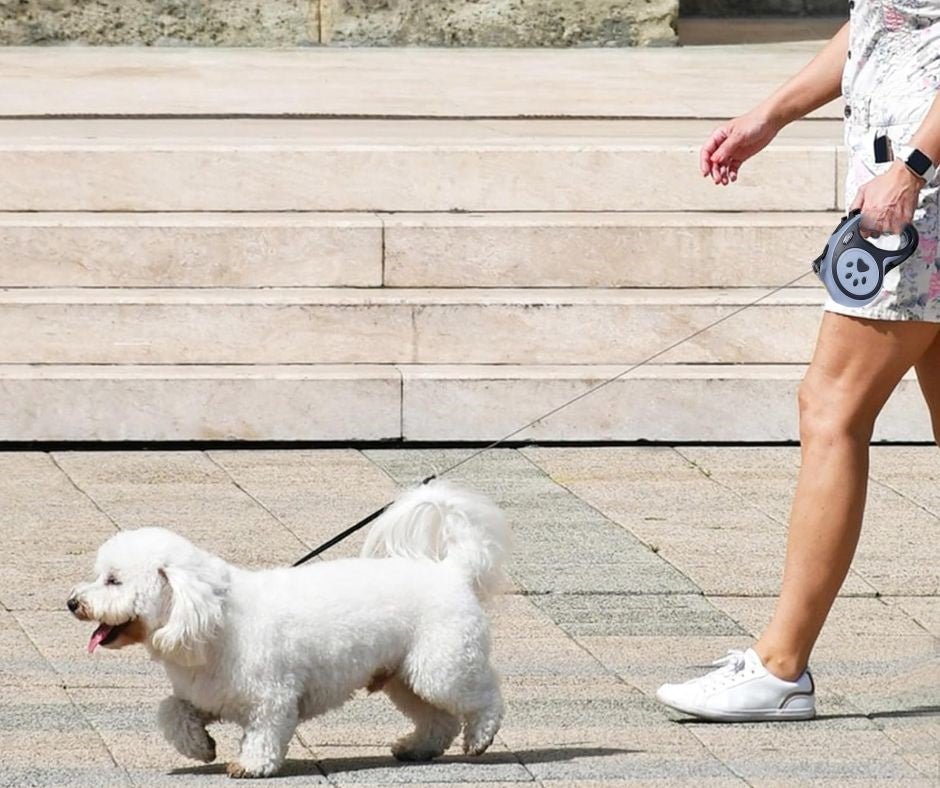 Laisse enrouleur petit chien : La solution idéale pour vos promenades quotidiennes - www.JappyToutou.com