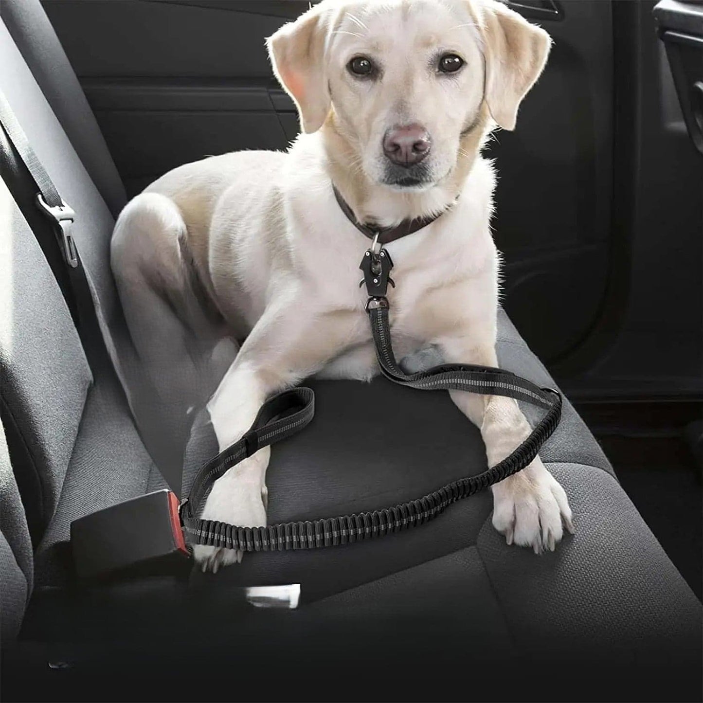 Laisse pour chien - Click'n'Laisse-3™ : laisse multifonction pour toute une promenade - Jappy Toutou