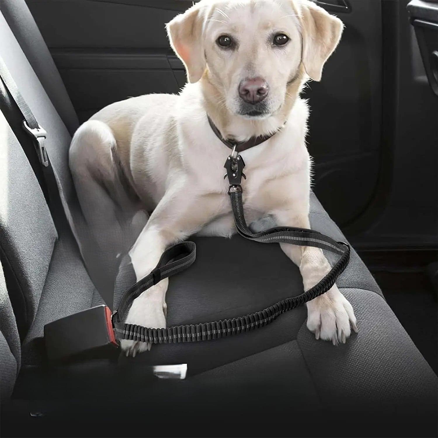 Laisse pour chien - Click'n'Laisse-3™ : laisse multifonction pour toute une promenade - Jappy Toutou