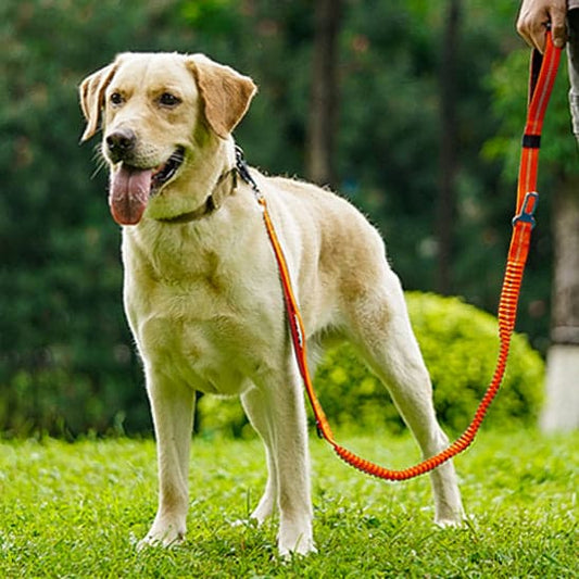 Laisse pour chien - Click'n'Laisse™ : La solution élastique qui transforme vos promenades - JappyToutou