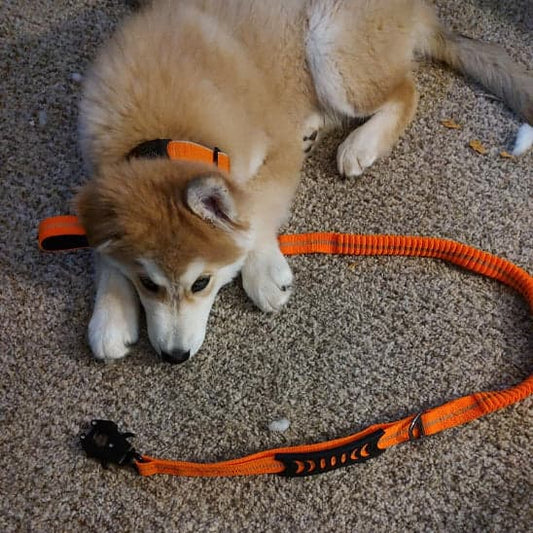 Laisse pour chien - Click'n'Laisse™ : La solution élastique qui transforme vos promenades - JappyToutou