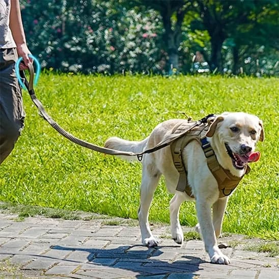 Laisse pour chien - Click'n'Laisse™ : La solution élastique qui transforme vos promenades - JappyToutou