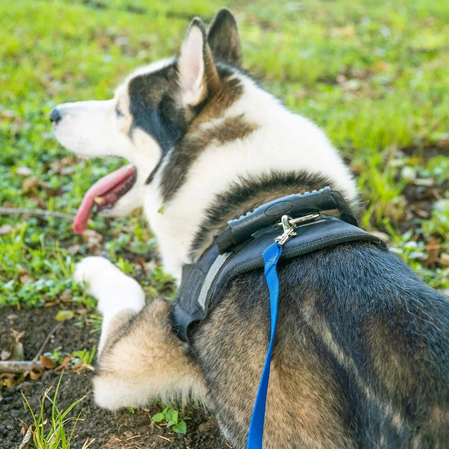 Laisse pour Chien Colorée : Élégance et Liberté pour Votre Compagnon - www.JappyToutou.com