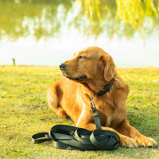 Laisse pour Chien Colorée : Élégance et Liberté pour Votre Compagnon -www.JappyToutou.com