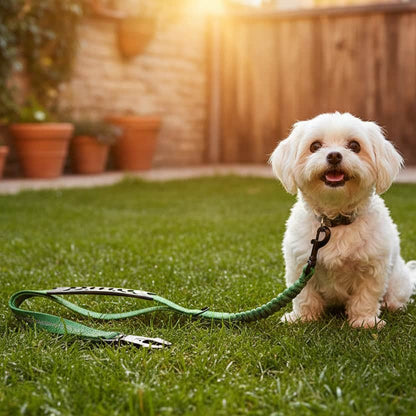 Laisse pour chien | JappyPatteLibre™ - Jappy Toutou