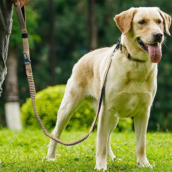 Laisse pour chien | JappyPatteLibre2™ - Jappy Toutou