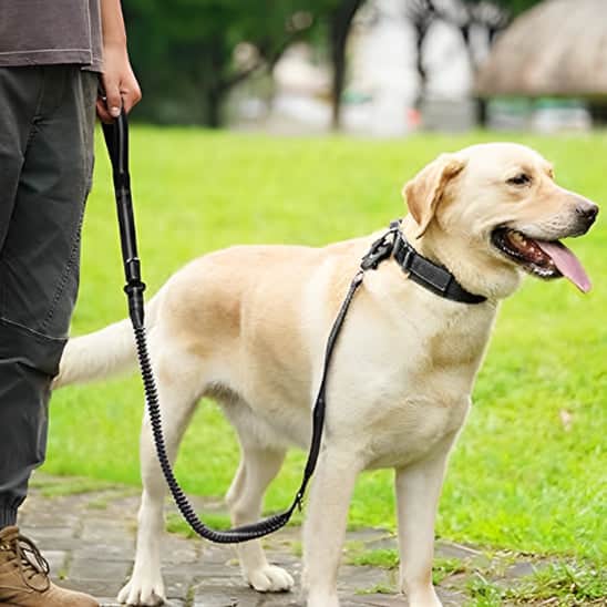 Laisse pour chien | JappyPatteLibre2™ - Jappy Toutou
