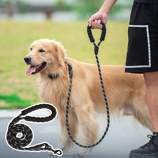 Laisse pour chien, LaisseEduc™ - Votre meilleur accessoire de promenade pour votre chien - www.JappyToutou.com