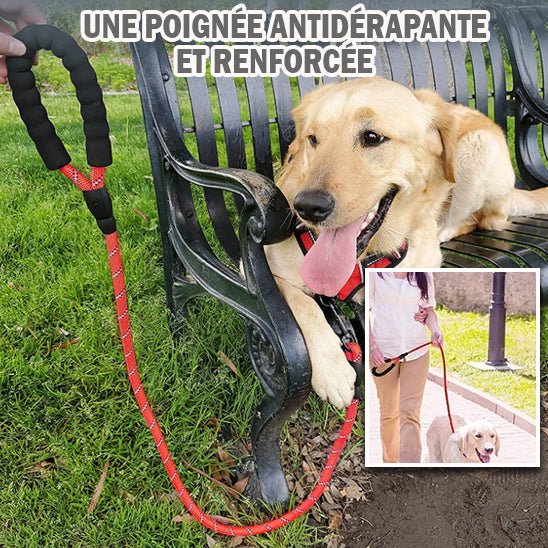 Laisse pour chien, LaisseEduc™ - Votre meilleur accessoire de promenade pour votre chien -www.JappyToutou.com