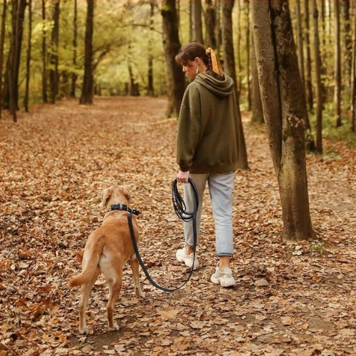 Laisse pour Chien Longue : Liberté de jouer en toute Sécurité - JappyToutou.com