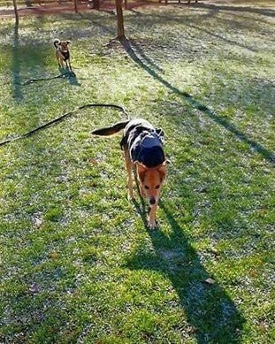 Laisse pour Chien Longue : Liberté de jouer en toute Sécurité - www.JappyToutou.com