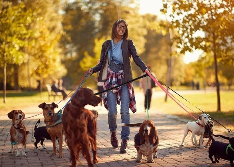 Laisse pour Chien Longue : Liberté de jouer en toute Sécurité - www.JappyToutou.com