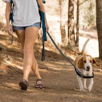Laisse pour Chien Longue : Liberté de jouer en toute Sécurité - JappyToutou.com