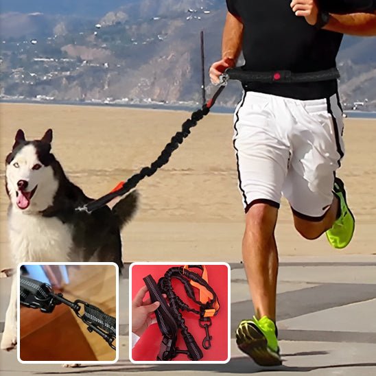 Laisse pour chien main libre: La Solution Idéale pour les Promenades Actives -www.JappyToutou.com