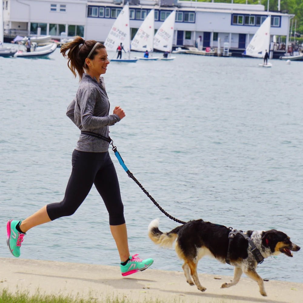 Laisse pour chien main libre: La Solution Idéale pour les Promenades Actives - www.JappyToutou.com