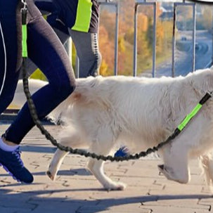Laisse pour chien main libre: La Solution Idéale pour les Promenades Actives -www.JappyToutou.com