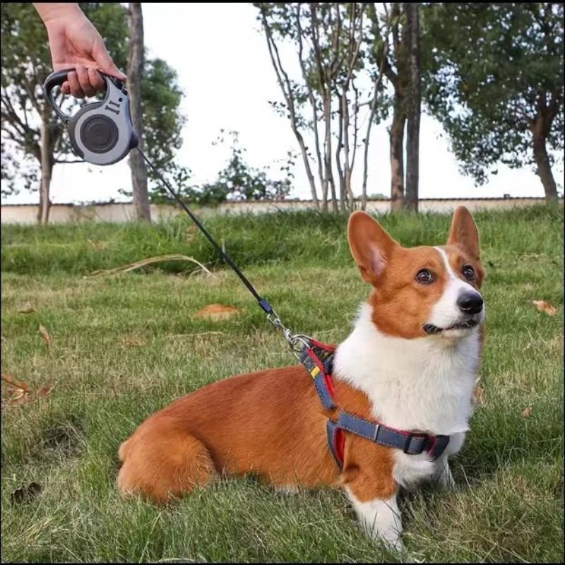 Laisse pour chien RetracLeash™ : Sécurité et Liberté pour Vos Promenades - www.JappyToutou.com