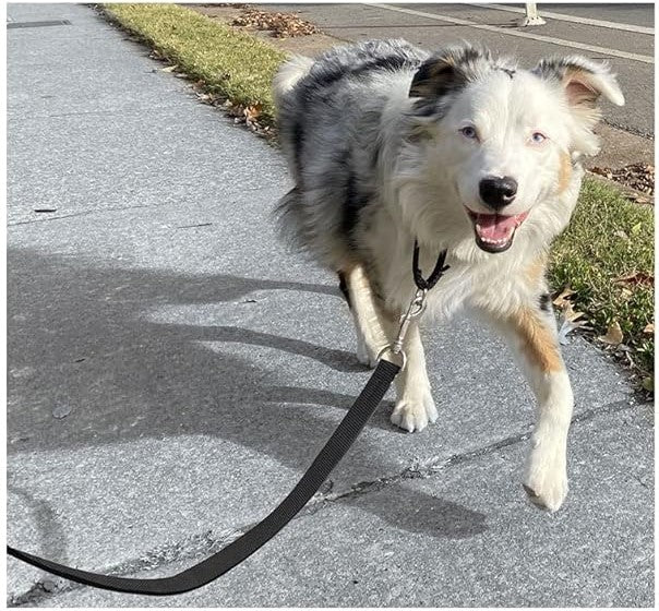 Laisse pour chien : Une solution ultime pour l'entraînement - www.JappyToutou.com