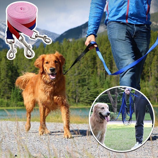 Laisse pour chien : Une solution ultime pour l'entraînement - www.JappyToutou.com