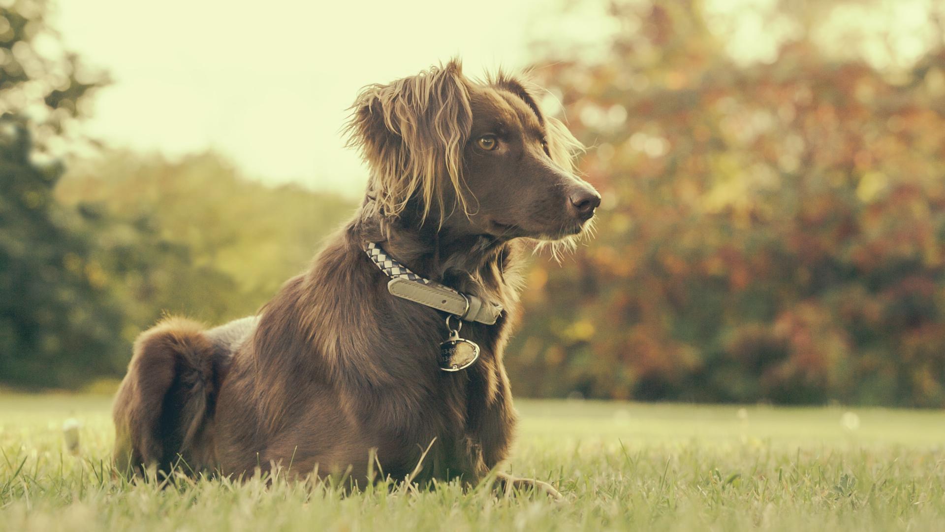laisse_chien_toute_grandeur_toute-elegance_www.jappytoutou.com
