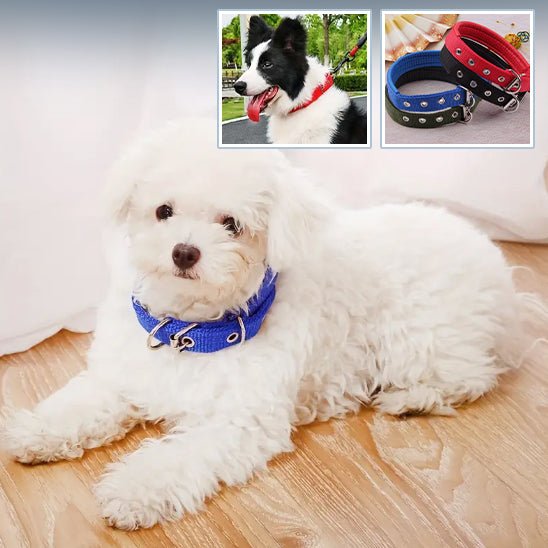 Le Collier pour Chien Secur™ : Confort, Sécurité pour Votre Fidèle Compagnon www.JappyToutou.com