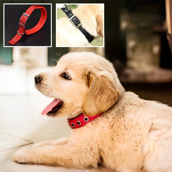 Le Collier pour Chien Secur™ : Confort, Sécurité pour Votre Fidèle Compagnon www.JappyToutou.com