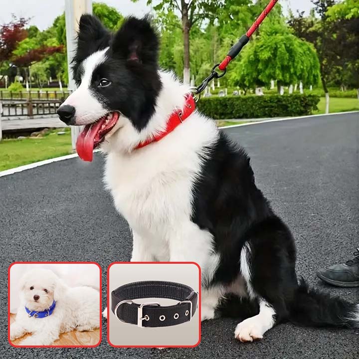 Le Collier pour Chien Secur™ : Confort, Sécurité pour Votre Fidèle Compagnon www.JappyToutou.com