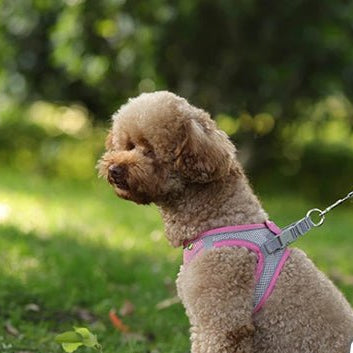Le Harnais Parfait pour Votre Petit Chien : Assure Confort et Sécurité - www.JappyToutou.com