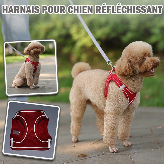 Le Harnais Parfait pour Votre Petit Chien : Assure Confort et Sécurité - www.JappyToutou.com