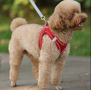 Le Harnais Parfait pour Votre Petit Chien : Assure Confort et Sécurité - www.JappyToutou.com