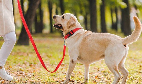 Longe pour chien : confort, sécurité et style pour des promenades idéales. - www.JappyToutou.com