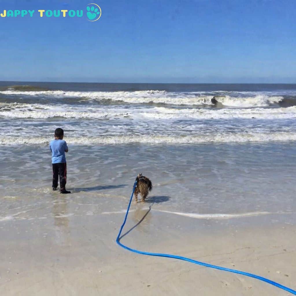 Longe pour Chien | JappyLongePlus™ - Jappy Toutou