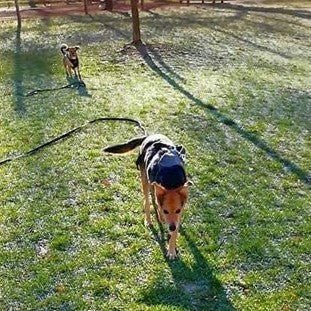 longe pour Chien Longue : Liberté de jouer en toute Sécurité - www.JappyToutou.com