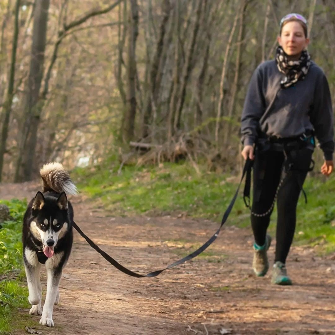 Longe pour chien : L'Idéal pour Éduquer votre Compagnon en Liberté, en Confiance - www.JappyToutou.com