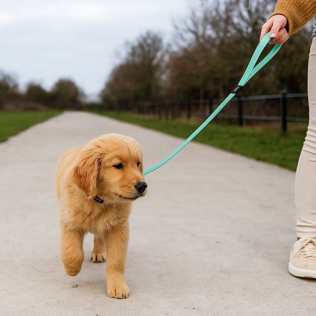 Longe pour chiot - Entrainement, Rappel, Jeu tout dans une laisse - Jappy Toutou