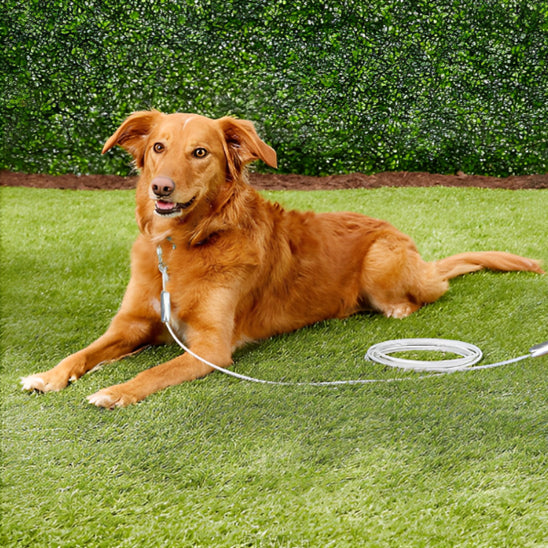  longe pour chien s’adapte à toutes les situations. tous les jeux