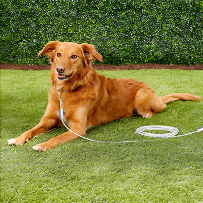  longe pour chien s’adapte à toutes les situations. tous les jeux
