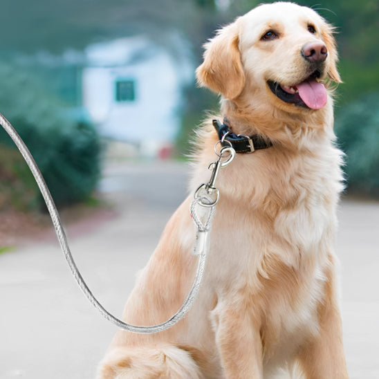  longe pour chien s’adapte à toutes les situations. Prêt pour jouer