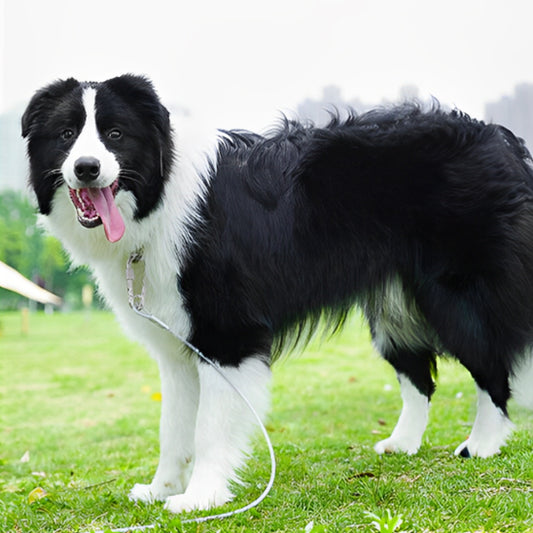  longe pour chien s’adapte à toutes les situations. 