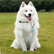  longe pour chien s’adapte à toutes les situations.  prêt pour jouer en confiance